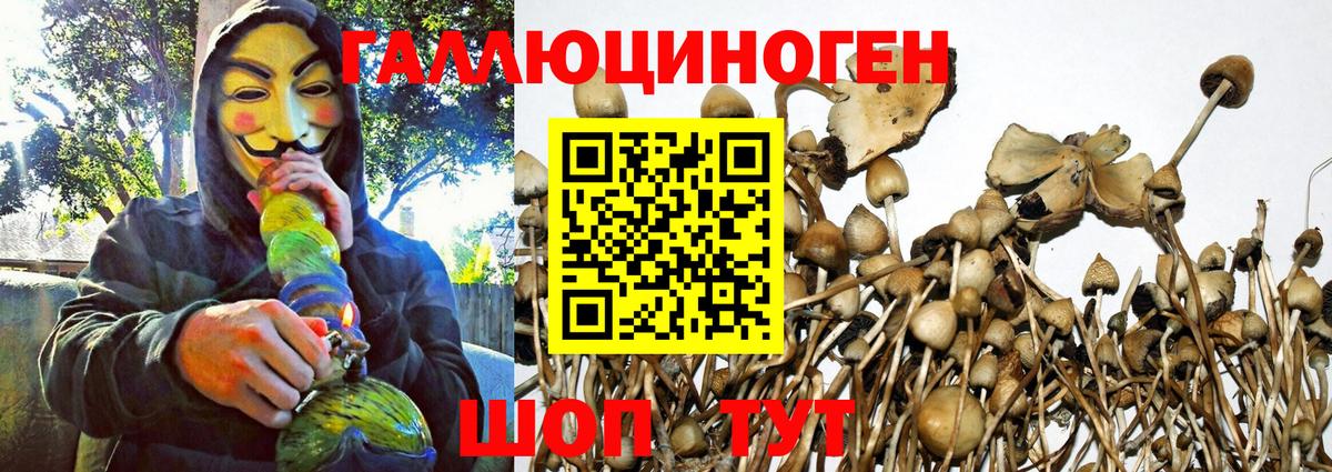 Псилоцибиновые грибы GOLDEN TEACHER  Вход с VPN  Тольятти  Галлюциногенные грибы MAGIC MUSHROOMS 